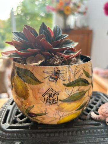 Bloempot met plantje beschikbaar voor biedingen