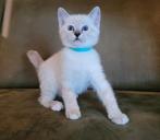 Ragdoll kruising kittens, Dieren en Toebehoren, Kater