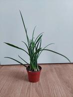 Sansevieria Cylindrica - Sanseveria / Vrouwentong H: 32 cm., Ophalen, Vetplant, Halfschaduw, Minder dan 100 cm