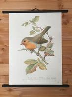 Schoolplaat Roodborstje - Natuur en Biologie, Ophalen of Verzenden, Natuur en Biologie