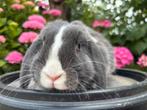 Prachtig NHD (Nederlands hangoor dwerg) rammetje * MATS *, Dieren en Toebehoren, Mannelijk, Dwerg, Hangoor, 0 tot 2 jaar