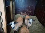 Barbedos Black Belly, twee prachtige rammen, oud 5 maanden, Dieren en Toebehoren, Schapen, Geiten en Varkens, Mannelijk, Schaap