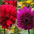 Beide dahlia's op foto  te koop, Tuin en Terras, Planten | Tuinplanten, Ophalen, Overige soorten, Volle zon