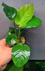 Mooie aquariumplanten aangeboden. Planten, aquarium, vissen, Dieren en Toebehoren, Vissen | Aquaria en Toebehoren, Ophalen