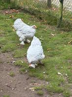Tk brahma’s parelgrijs koekkoek, Dieren en Toebehoren, Pluimvee, Meerdere dieren, Kip