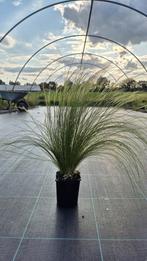 Stipa tenuissima 'Ponytails', Ophalen, Vaste plant, Siergrassen, Halfschaduw