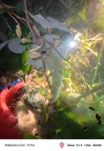 Flappentakken, Dieren en Toebehoren, Insecten en Spinnen, Wandelende tak