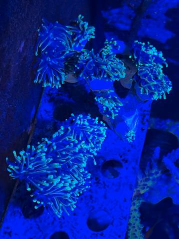 Euphyllia Glabrescens / toortskoraal “dragonsoul” koraal beschikbaar voor biedingen