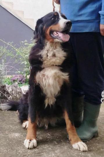 Help Pets Adoptie Berner Sennen Hond uit Bosnie beschikbaar voor biedingen