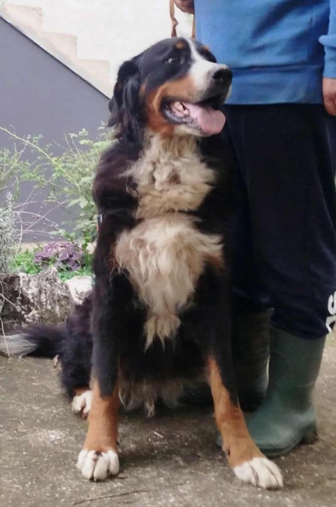 Help Pets Adoptie Husky uit Bosnie, Dieren en Toebehoren, Honden | Chihuahua's en Gezelschapshonden, Meerdere dieren, Overige rassen