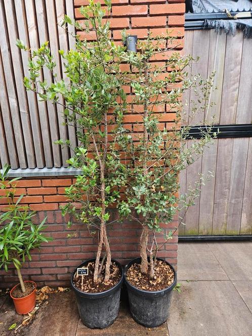 Kurkeik per 2-> €200, Tuin en Terras, Planten | Bomen, Overige soorten, Volle zon, Zomer, In pot, Ophalen of Verzenden