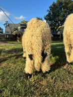 Ram lammeren Wallisser Swartnasse zwoegervrij en arr arr, Dieren en Toebehoren, Mannelijk, Schaap