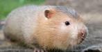 Koppel bamboe ratten, Dieren en Toebehoren, Knaagdieren, Mei, Meerdere dieren, Rat