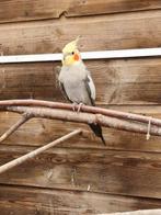 Koppel valkparkieten, Meerdere dieren