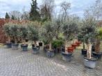 Nieuwe voorraad olijfbomen | Olea europea, Olijfboom, Ophalen of Verzenden
