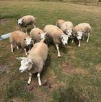 Texelaar ooien, Dieren en Toebehoren, Schapen, Geiten en Varkens, Vrouwelijk, Schaap