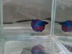 Betta splendens super delta kempvis man, Dieren en Toebehoren, Vissen | Aquariumvissen, Vis, Zoetwatervis