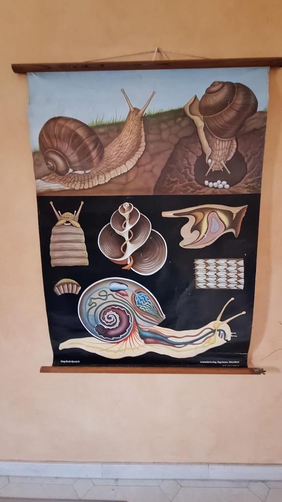 Oude schoolplaat 'De wijngaardslak', Antiek en Kunst, Antiek | Schoolplaten, Natuur en Biologie, Ophalen of Verzenden