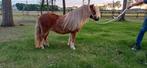 Meerdere Shetlandpony 's te koop, Dieren en Toebehoren, Pony's, Merrie, 0 tot 2 jaar