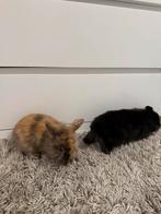 Leeuwenkop dwerg koppeltje, Meerdere dieren, Dwerg