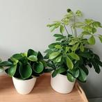 2 kamerplanten set 25 - 45 cm, Ophalen, Overige soorten, Halfschaduw, In pot