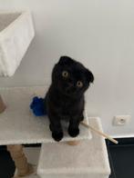 Lieve zwarte Britse korthaar kitten zoekt een warm thuis 🖤, Dieren en Toebehoren, Katten en Kittens | Raskatten | Korthaar, Kater