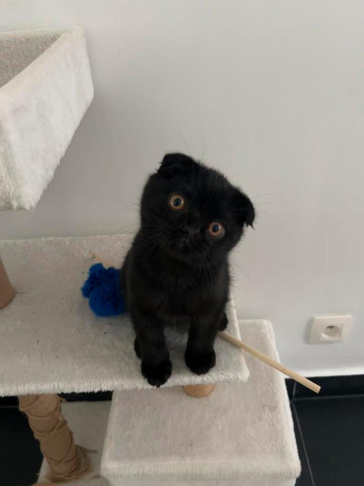 Lieve zwarte Britse korthaar kitten zoekt een warm thuis 🖤, Dieren en Toebehoren, Katten en Kittens | Raskatten | Korthaar, Kater