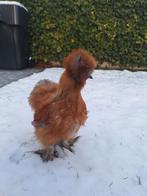 USA Zijdehoen, Mannelijk, Kip