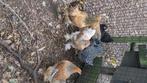 Brahma, Dieren en Toebehoren, Pluimvee, Geslacht onbekend, Kip