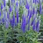 Veronica U. Dwarf Blue | Ereprijs | Chemievrij, Overige soorten, Volle zon, Vaste plant, Ophalen of Verzenden