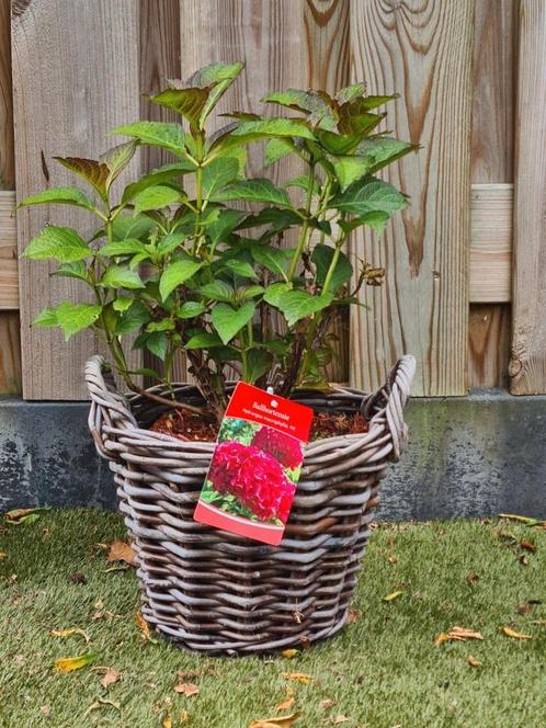 Rieten planten mand + hydrangea hortensia macrophylla red, Tuin en Terras, Planten | Tuinplanten, Vaste plant, Overige soorten