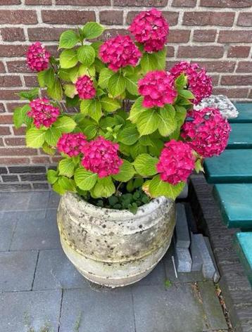 Bloempot met Hortensia beschikbaar voor biedingen