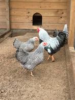 Broedeieren meerzomig Zilverpatrijs Wyandotte kriel, Geslacht onbekend, Kip