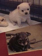 Hele mooie reutjes pomchi x kruising chihuahua, Dieren en Toebehoren, Honden | Chihuahua's en Gezelschapshonden, Reu, 8 tot 15 weken