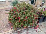 Grote Fuchsia - Zelf uitgraven!, Tuin en Terras, Planten | Tuinplanten, Vaste plant, Halfschaduw, Zomer, Ophalen