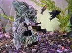 Black/golden molly visjes, Dieren en Toebehoren, Vissen | Aquariumvissen, Vis