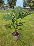 Trachycarpus WAGNERIANUS, Tuin en Terras, Ophalen, Zomer, Overige soorten, Volle zon