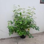 Cornus kousa chinensis | Chinese kornoelje, Tuin en Terras, Ophalen, Overige soorten, Minder dan 100 cm