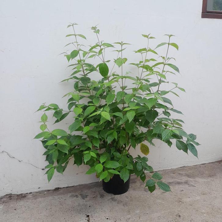 Cornus kousa chinensis | Chinese kornoelje, Tuin en Terras, Planten | Struiken en Hagen, Overige soorten, Minder dan 100 cm, Ophalen