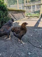 Grote wyandotte goudzwart gezoomd & goudblauw gezoomd, Dieren en Toebehoren, Pluimvee, Meerdere dieren, Kip