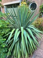 Mooie grote Yucca palmlelie’s, Tuin en Terras, Planten | Tuinplanten, Ophalen, Zomer, Overige soorten, Volle zon