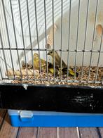 Jonge Zwartkopsijsjes, Dieren en Toebehoren, Vogels | Overige Vogels, Geslacht onbekend, Tropenvogel, Geringd