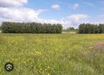 Gras op stam te koop, Ophalen of Verzenden, Zo goed als nieuw, 20 m² of meer, Gras