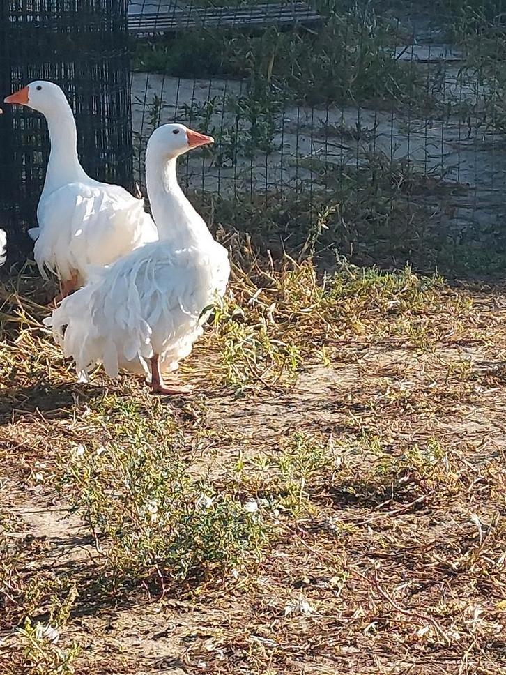 Koppel witte sebastopol krulveer ganzen, Dieren en Toebehoren, Pluimvee, Overige soorten, Meerdere dieren