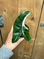 Alocasia tigrina superba variegata plant albo white wit mint, Huis en Inrichting, Kamerplanten, Ophalen of Verzenden, Halfschaduw