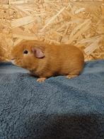 Mooie Gladhaar Buff en Zwarte cavia beer, Cavia, Februari, Mannelijk, Tam