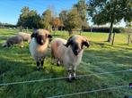 Walliser Schwarznase ooien te koop, Dieren en Toebehoren, Schapen, Geiten en Varkens, Vrouwelijk, Schaap