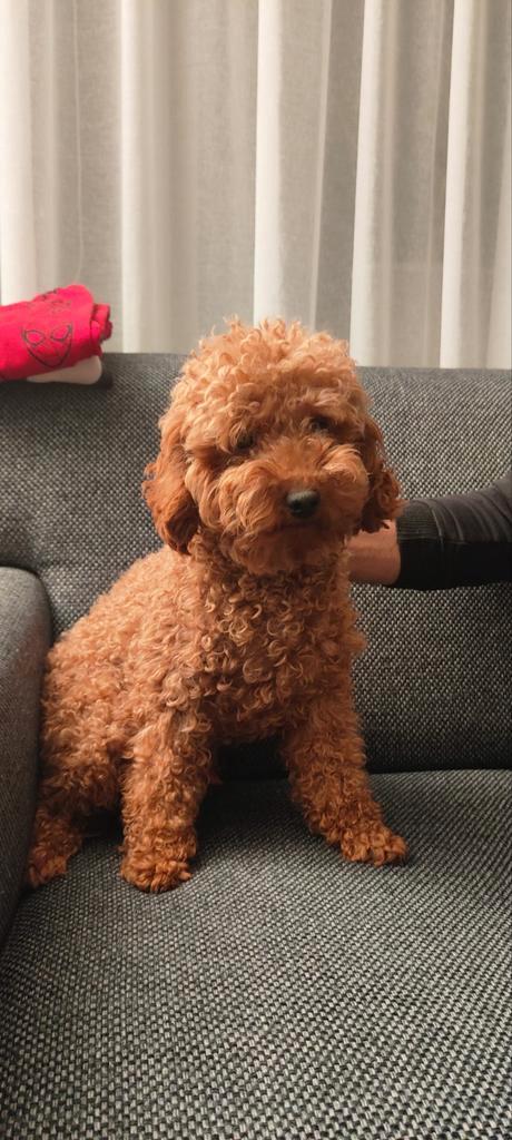 Dekreu Toy poedel, Dieren en Toebehoren, Honden | Dekreuen, Reu, Particulier, Eén hond, Nederland, 1 tot 2 jaar
