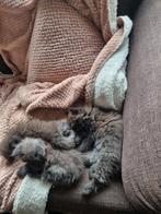 3 prachtige Perzische kitten katertjes zie foto's, Dieren en Toebehoren, Katten en Kittens | Raskatten | Langhaar, Kater, Ontwormd