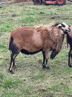 3 mooie Barbados black belly rammetjes, Dieren en Toebehoren, Schapen, Geiten en Varkens, Mannelijk, Schaap, 0 tot 2 jaar